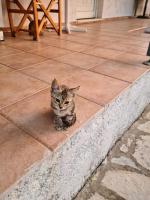 Greece - holidays & long stays - 2 Vilas - Bed and Breakfast Tolofón