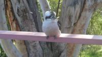 Kookaburra Dreaming - Only 400m from the beach - B&B