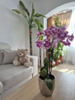 Apartament OPREA - B&B Mangalia