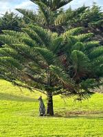 Nest - charming, comfortable coastal villa - Ferienwohnung Port Fairy