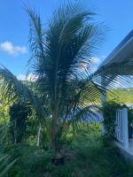 logement insolite sous les tropiques - B&B Grand-Case