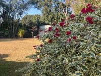 Forest Drive Cottage - B&B