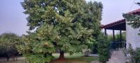 Lidden tree cottage - B&B