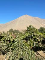 Casa campestre Valle del Elqui - Chambres d’hôtes