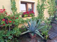 Tweepersoonskamer met 1 of 2 Bedden - Douche