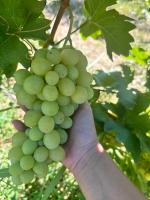 Vila Vista Verde - Chambres d’hôtes Zaklopača