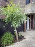 Coester - Knusse studio met tuin in Nieuwpoort - B&B