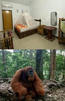 Brown Bamboo Guest house & jungle trekking orang-utan - B&B Bukit Lewang