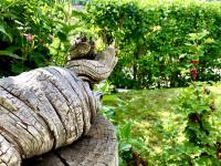 Chasa Avant Muglins - B&B Scuol