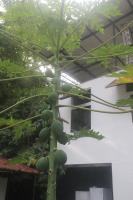Villa Tel Aviv - New Private Suite & Kitchen walk to Playa Chiquita - Ferienwohnung