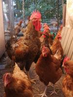 Apartament 2pokojowy 4-5osobowy - Chambres d’hôtes Węgorzewo