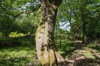 Warren Farm Tiny House - B&B Bonvilston