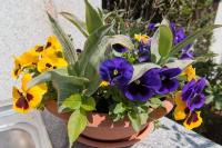 App Kristina C - B&B Fasana