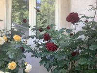 Zimmer mit Queensize-Bett und Gartenblick