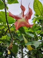 Casa Cristy - Chambres d’hôtes Puerto Viejo