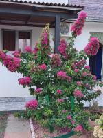 Sandra Apartmani 2 - Chambres d’hôtes Zaostrog