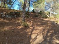 Écrin de nature sous les pins - Chambres d’hôtes Aurons