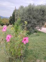 Aurora Bed and Breakfast - B&B