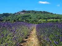 Mas Les Fabrys au coeur du Luberon - B&B Bonnieux