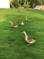 أكواخ مزرعة ريف عبس - B&B Alorosh