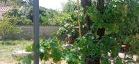 Apartmani Isabela sa vrtom - Chambres d’hôtes Sutomore
