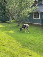 Talvijärven Kuura - Ferienwohnung Ruka