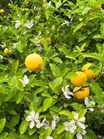 Belle maison Catalan, rénovée entièrement 2023 - B&B Eus