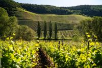 Claes Weinquartier - Appartements & Wein by Niko Schmitt - B&B Trittenheim