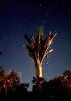 The Palms - B&B