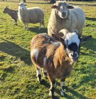 Leśna Ostoja - B&B Goworów
