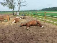 Auszeit auf der Seelenfarm - B&B Nienburg