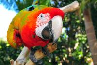 The Parrot Place - The Parrots Nest - B&B Kerikeri