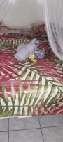 Penu Maurua 2 - B&B