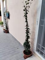 Stanza Del Principe - B&B