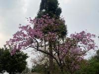 Evergreen Cottage - B&B Shillong