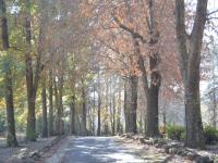 The Falls Cottages - B&B