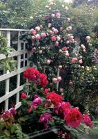 Bed of Roses - Bed and Breakfast Apollo Bay