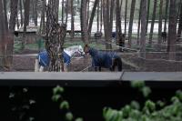 Sosnowy "6", blisko centrum, w otoczeniu lasu - Ferienwohnung Kielce