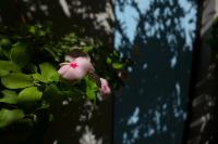 Kalimera A Lovely 1-bedroom rental with ensuite and Kitchen - B&B