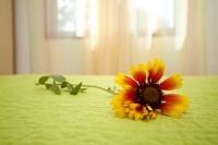 Appartamento Standard con 1 Camera da Letto