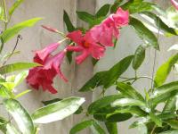 Camera Familiare con Vista Giardino