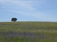Herdade Joana Dias by PortusAlacer - Ferienwohnung