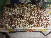 Dom pod Matyską - B&B Radziechowy