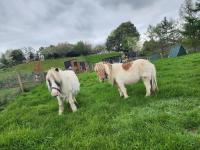 Stour Cabin by Tiny Away - Chambres d’hôtes Huiroa