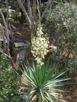 Apartments Dunoti - B&B Krk