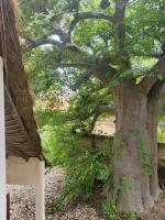 MAISON DES OISEAUx - B&B Ngalou Sam Sam