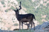 La terrazza sulle Madonie - B&B Calcarelli