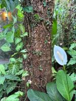 Pouso Sabiá Suítes - B&B Paraty