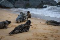 Superb Chalet, Sleeps 8, Nearby Hemsby Beach In Norfolk Ref 18193B - Ferienwohnung Hemsby