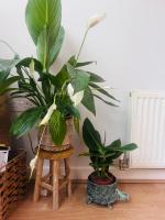 Chill vibe in one bedroom flat - Bed and Breakfast